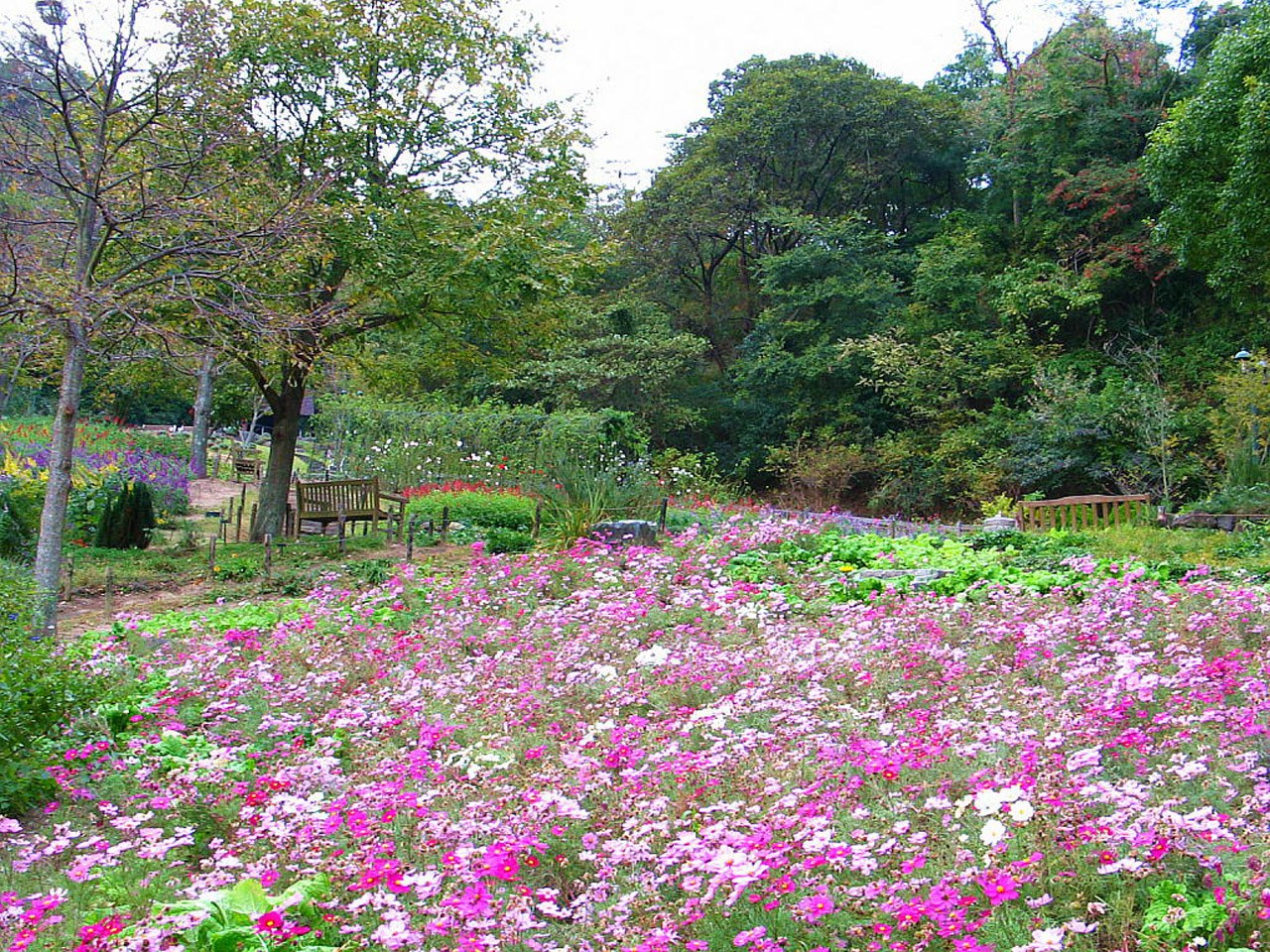 Flower garden in autumn