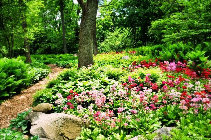 Flower Garden in Forest — Green
