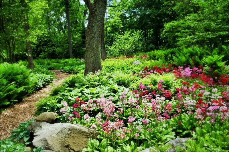 Flower Garden in Forest