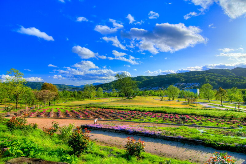 Flower Garden in Park — Blue