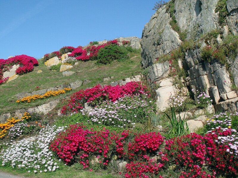 Flower Garden on Hillside