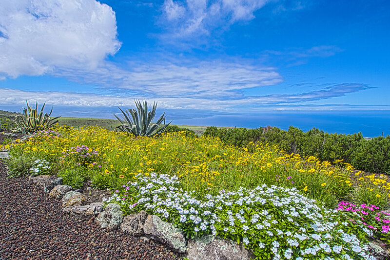 Flower Garden Overlooking Ocean