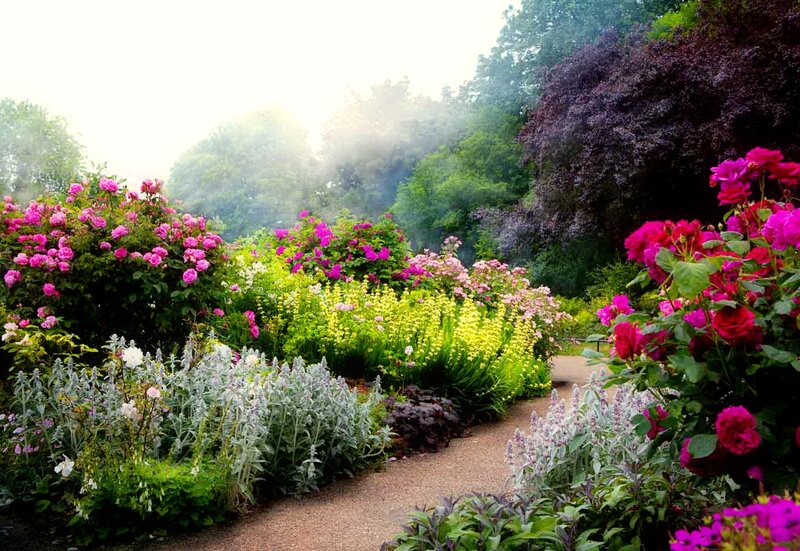 Flower Garden Path — Pink, Serene, Morning