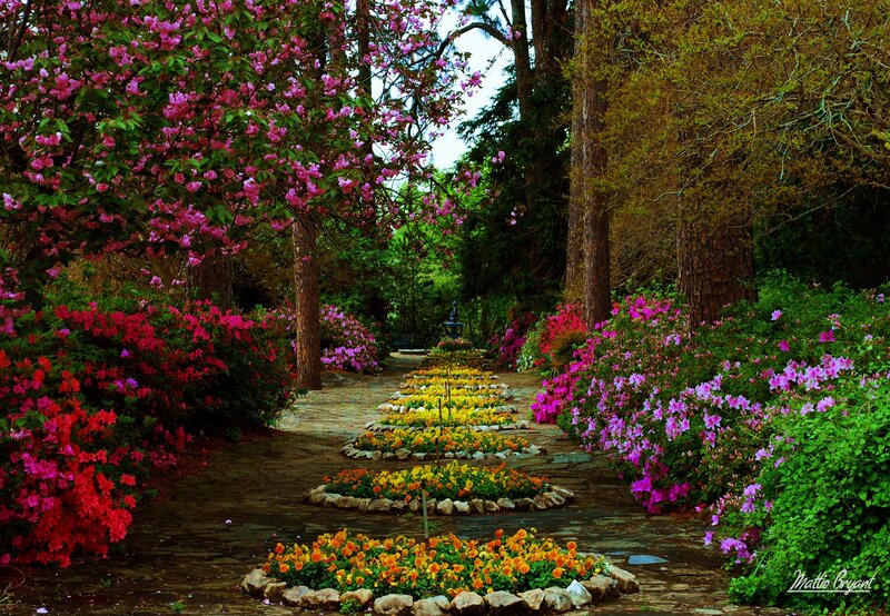 Flower Garden Path — Pink, Serene, Spring