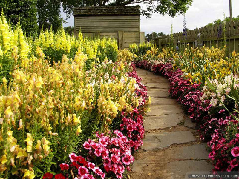 Flower Garden Path — Yellow