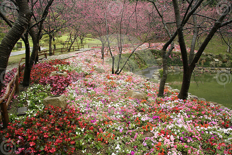 Flower Garden with Cherry Trees