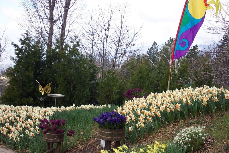 Flower garden with daffodils and flag