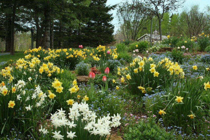 Flower Garden with Daffodils
