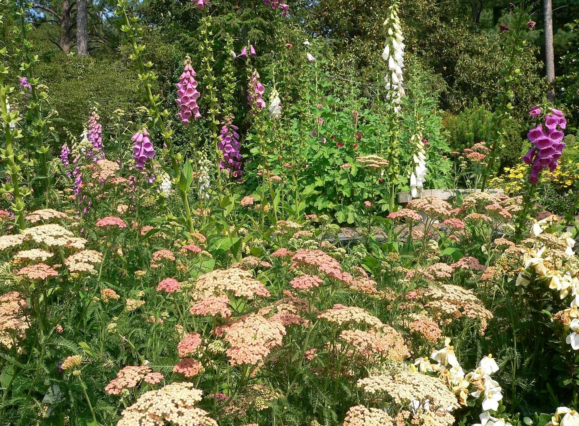Flower garden with foxgloves and yarrow