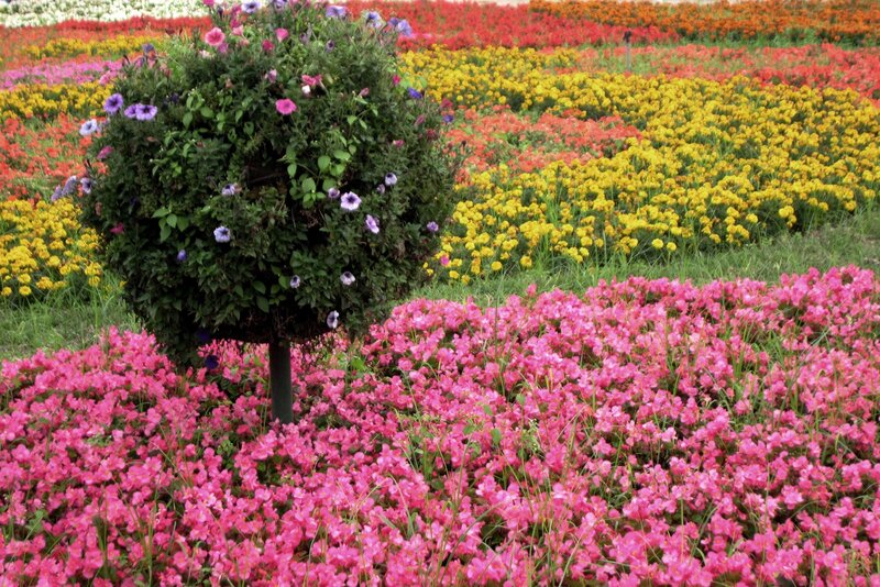 Flower Garden with Hanging Basket