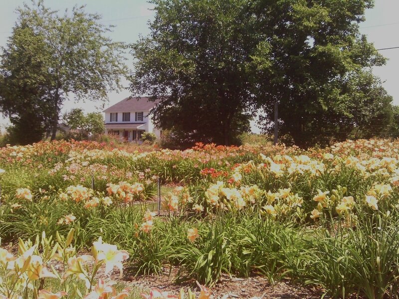 Flower Garden with House — Green