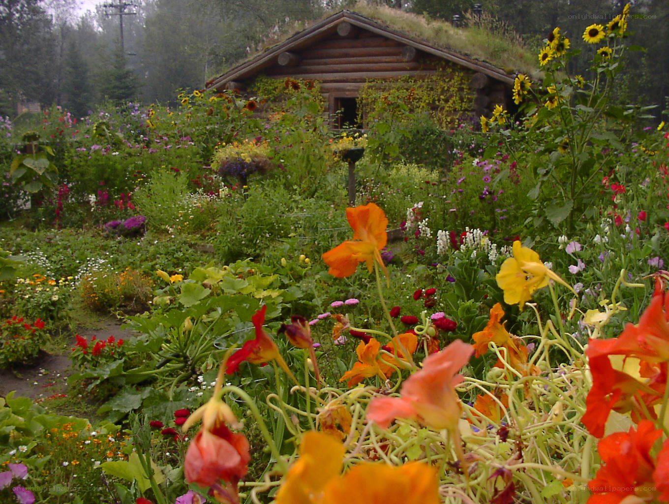 Flower garden with log cabin
