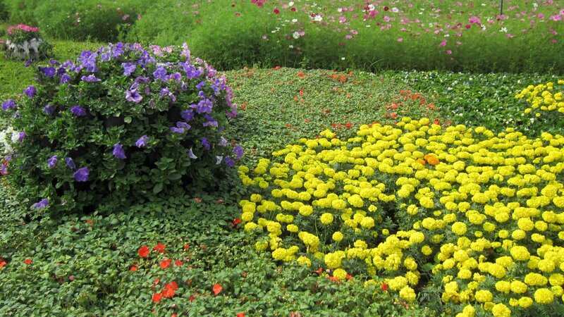 Flower Garden with Marigolds