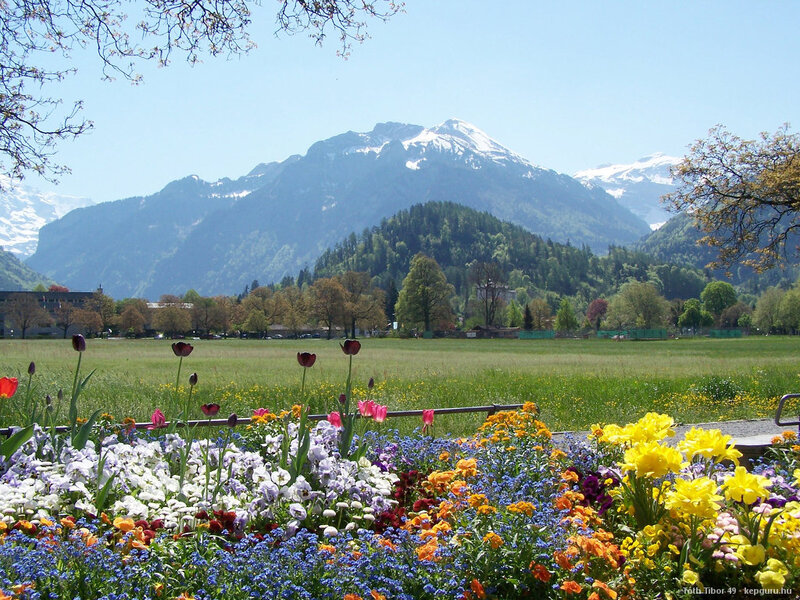 Flower Garden with Mountains — Blue