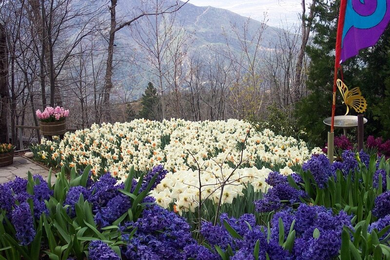 Flower garden with mountains