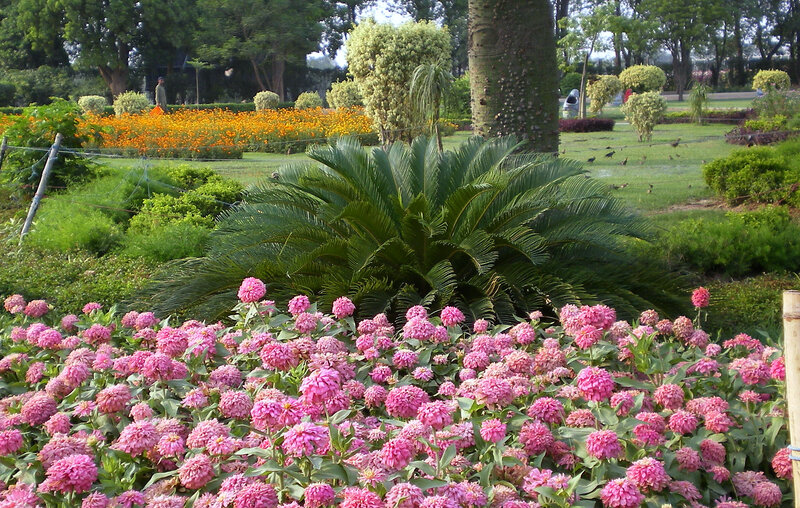 Flower garden with pink and orange blooms