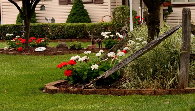 Flower Garden with Red and White Flowers