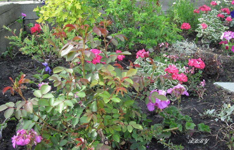 Flower Garden with Roses — Green