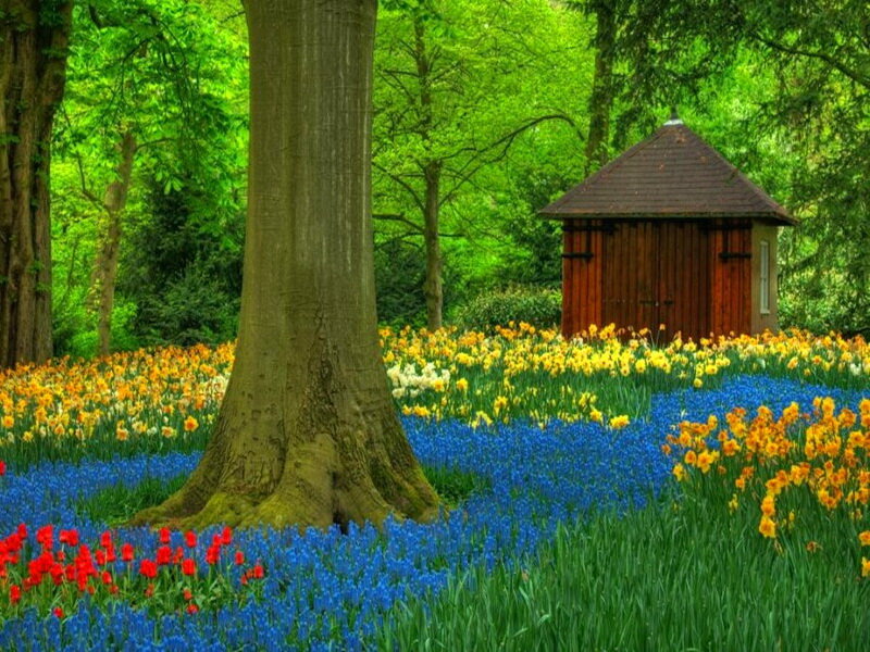 Flower Garden with Shed