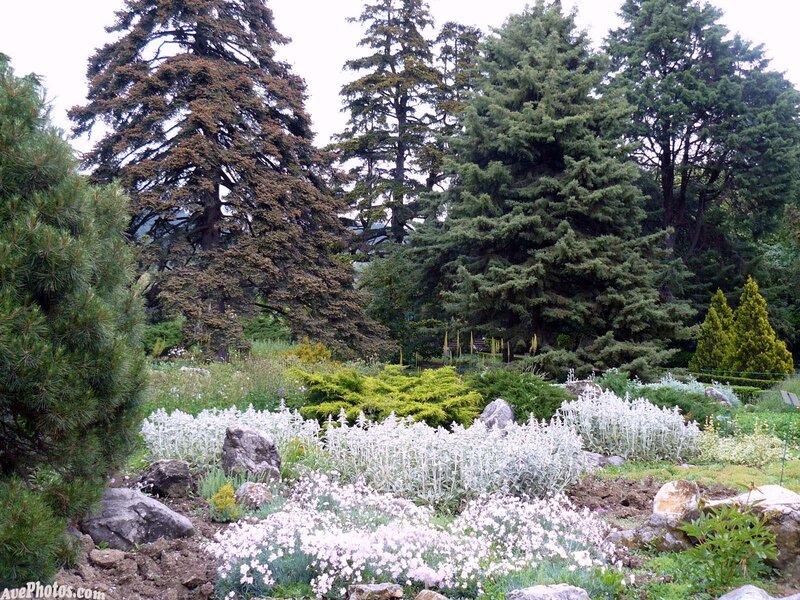 Flower Garden with Trees