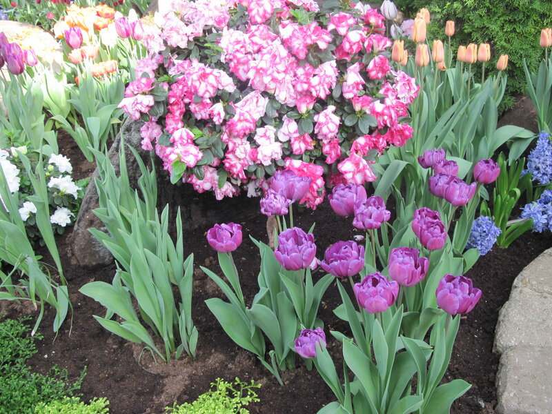 Flower Garden with Tulips — Pink
