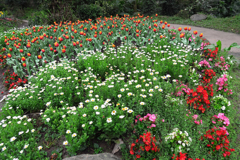 Flower Garden with Tulips — Red