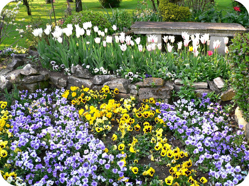 Flower Garden with Tulips