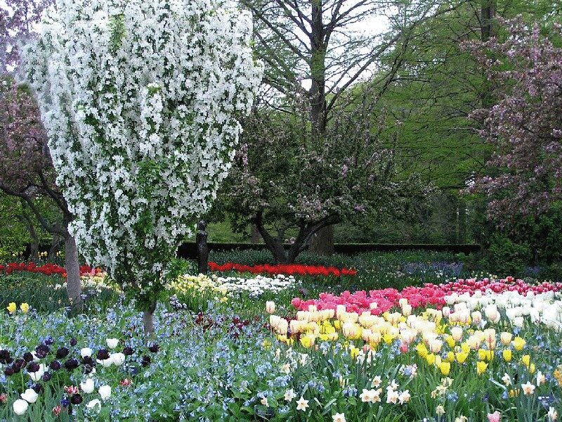Flower Garden with Tulips — White