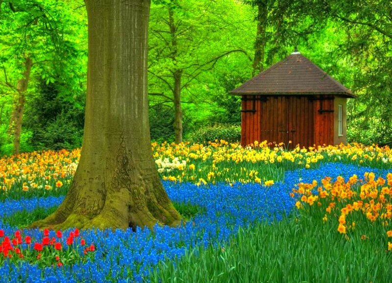 Flower garden with wooden shed
