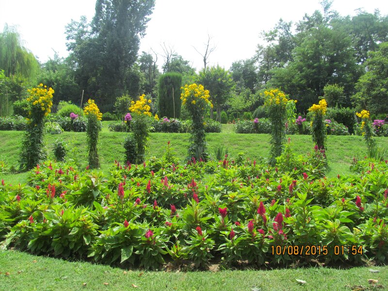 Flower Garden with Yellow and Red Flowers