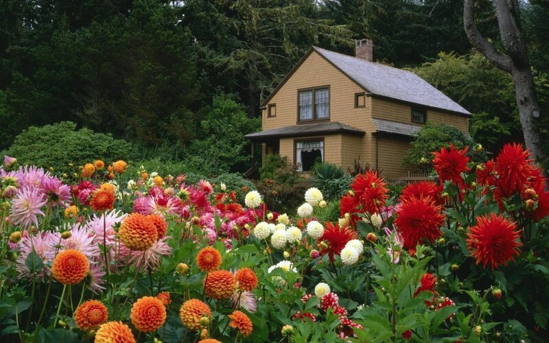 Flower garden with yellow house