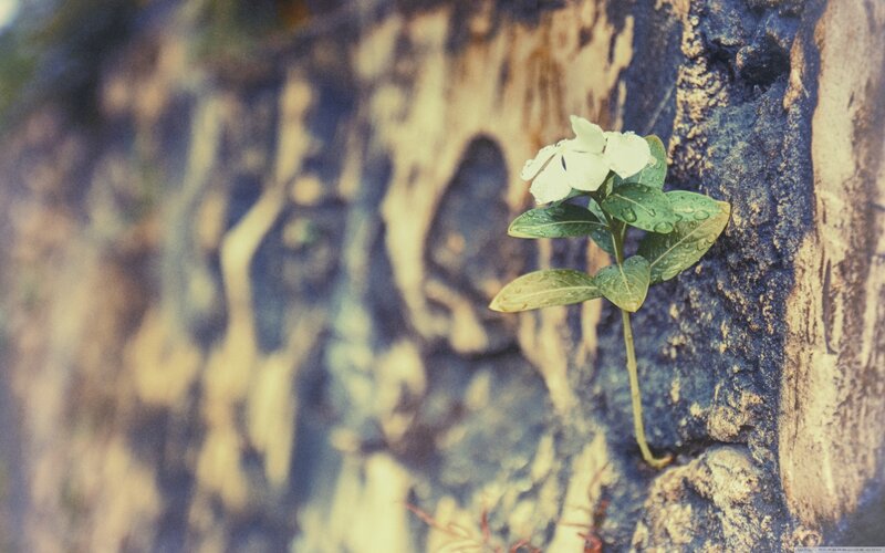 flower growing from rock