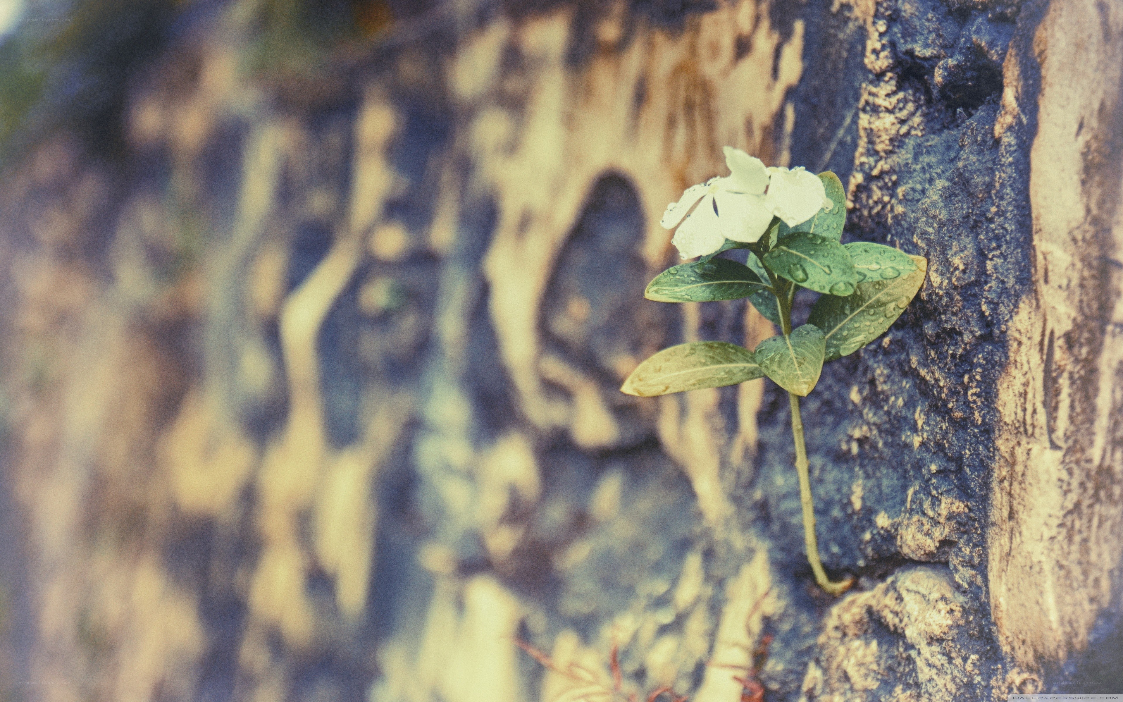 flower growing from rock