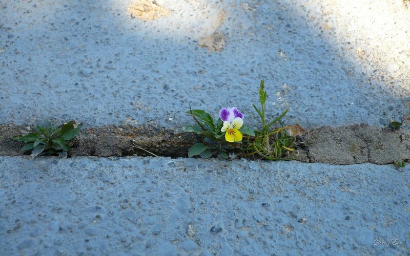 Flower growing in a crack