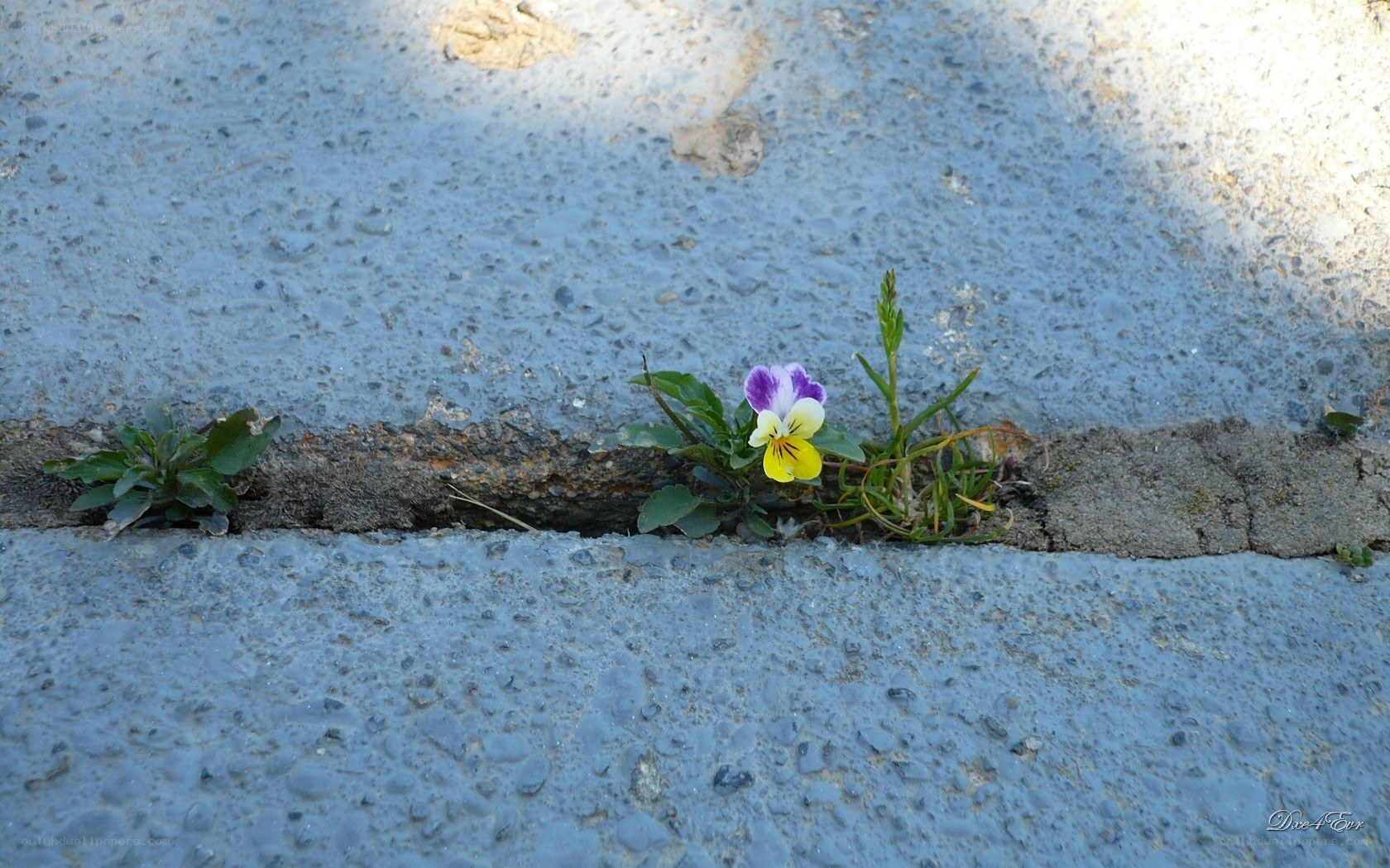 Flower growing in a crack