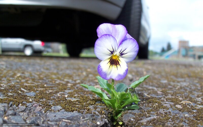 flower growing in pavement crack