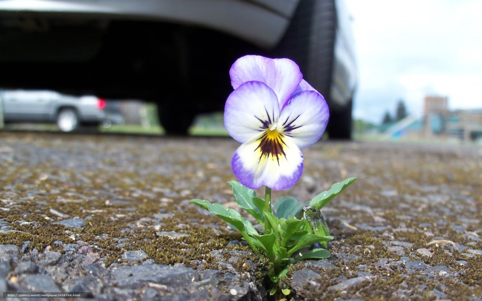 flower growing in pavement crack