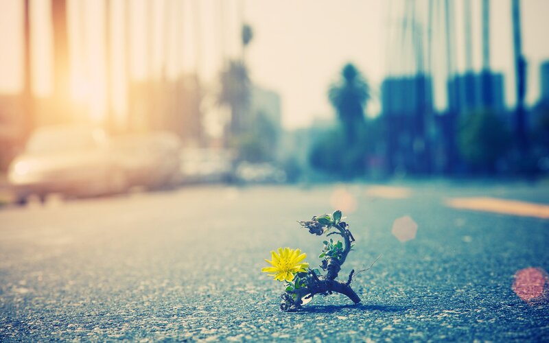 flower growing in pavement