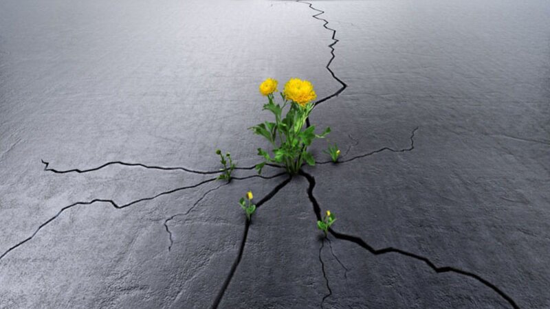 Flower growing through cracked ground
