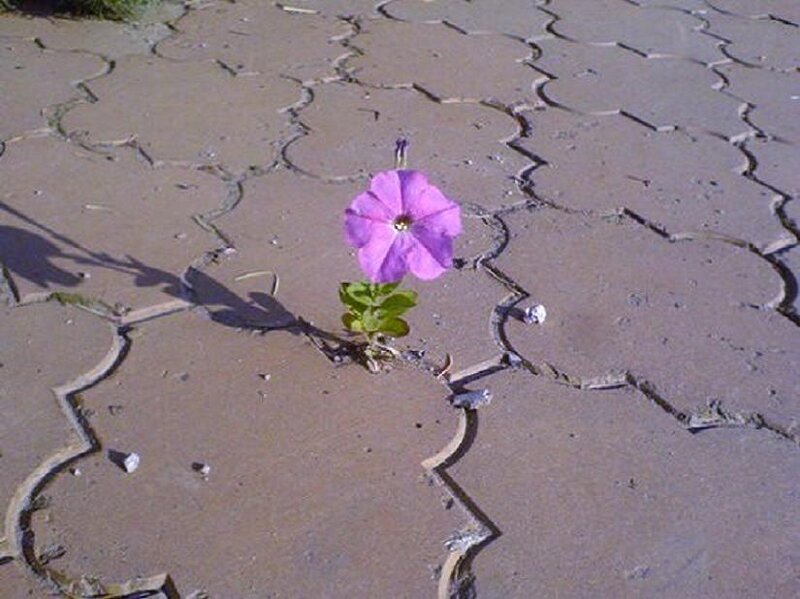flower growing through pavement