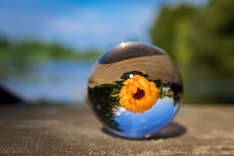 Flower in a crystal ball