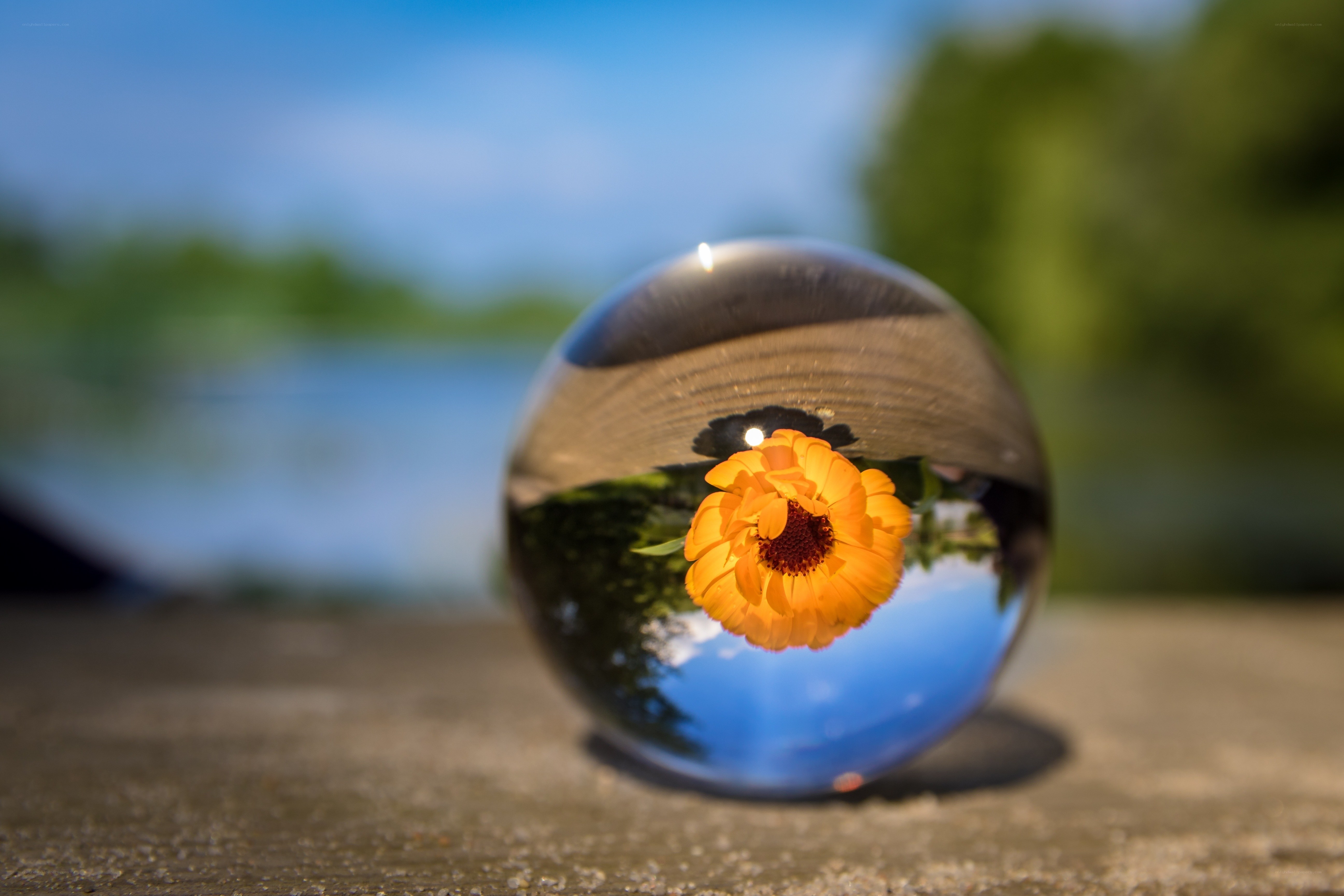 Flower in a crystal ball
