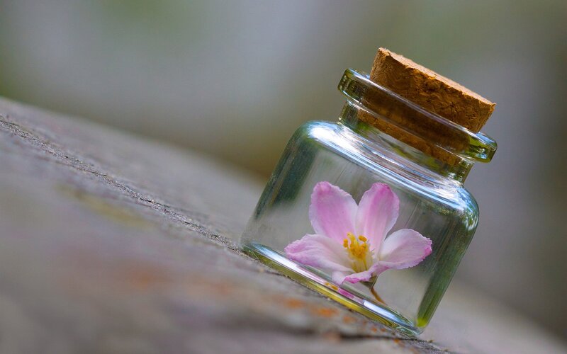 flower in a glass jar