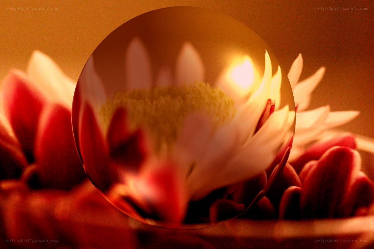 Flower in a glass sphere