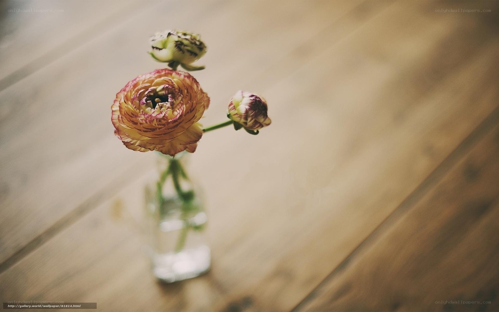 Flower in a glass vase