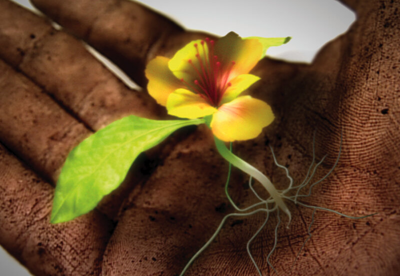 flower in a hand