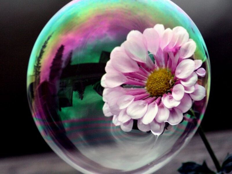 flower in a soap bubble