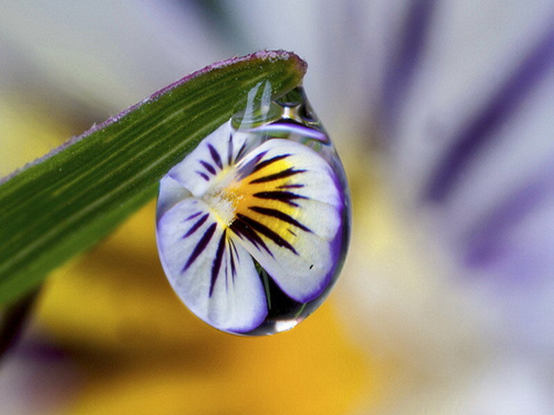 flower in a water droplet