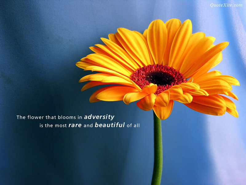 flower in adversity