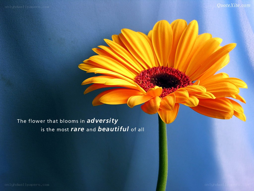 flower in adversity